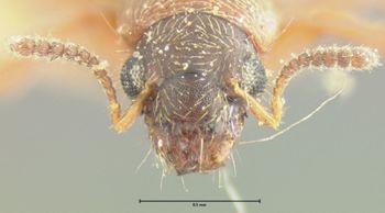 Media type: image;   Entomology 24074 Aspect: head frontal view